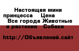 Настоящая мини принцесса  › Цена ­ 25 000 - Все города Животные и растения » Собаки   
